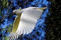 <img200*0:stuff/z/65185/[The%2520Mad%2520Hatter]%2527s%2520Photography/cuckatoo3.jpg>